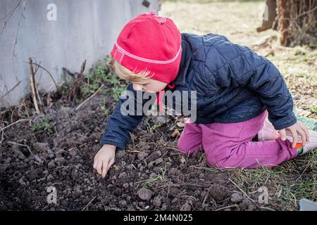 Ein kleines Kind pflanzte Samen auf einem Beet auf dem Bauernhof. Bohnen in Beete Pflanzen. Anbau von Bio-Gemüse. Stockfoto