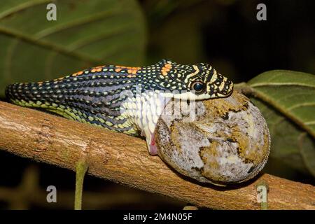 Paradiesbaumschlange, Paradiesfliegende Schlange (Chrysopelea paradisi) bei dem Versuch, Gecko in einem natürlichen Lebensraum zu schlucken Stockfoto