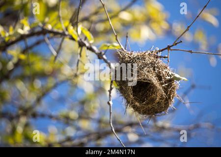 Ein Webervogelnest, das an einem Ast in einem Baum mit Zweigen und blauem Himmelshintergrund hängt. Der Eingang zum Nest ist sichtbar. Stockfoto