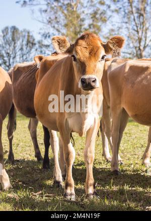 Nahaufnahme einer jungen Kuh aus Jersey, die auf der Weide der Farm steht und in die Kamera schaut. Stockfoto