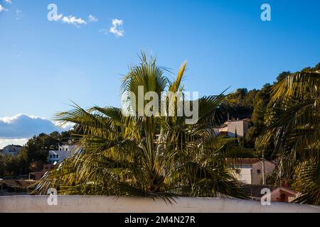 Grüner frischer Hintergrund, Blätter einer jungen Palme aus der Nähe. Blattpalme in Katalonien, Spanien Stockfoto