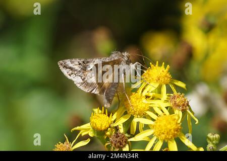 Silver Y (Autographa gamma) ist eine Wandermotte der Familie Noctuidae auf Blüten von gemeinem Ragwurz (Jacobaea vulgaris). Unscharfer Hintergrund. Sommer, Stockfoto