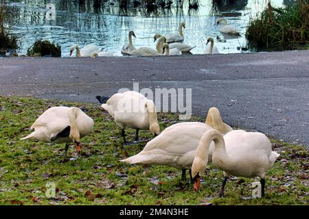 Glasgow, Schottland, Vereinigtes Königreich 22. Dezember 2022. Zusätzlich zum Ausbruch der Vogelgrippe am Hogganfield loch, zuvor dokumentiert, hat die große und konzentrierte Vogelpopulation am Teich im Knightswood Park einen Ausbruch mit Warnhinweisen an Bäumen festgeklebt. Die daraus resultierende Warnung an die Besitzer und ihre Hunde vor Kreuzkontaminationen durch Fütterung bedeutet, dass die Tiere hungrig sind und versuchen, das Defizit auszugleichen . Credit Gerard Ferry/Alamy Live News Stockfoto