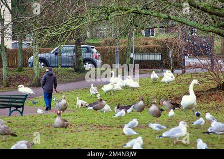 Glasgow, Schottland, Vereinigtes Königreich 22. Dezember 2022. Zusätzlich zum Ausbruch der Vogelgrippe am Hogganfield loch, zuvor dokumentiert, hat die große und konzentrierte Vogelpopulation am Teich im Knightswood Park einen Ausbruch mit Warnhinweisen an Bäumen festgeklebt. Die daraus resultierende Warnung an die Besitzer und ihre Hunde vor Kreuzkontaminationen durch Fütterung bedeutet, dass die Tiere hungrig sind und versuchen, das Defizit auszugleichen . Credit Gerard Ferry/Alamy Live News Stockfoto