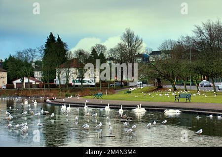 Glasgow, Schottland, Vereinigtes Königreich 22. Dezember 2022. Zusätzlich zum Ausbruch der Vogelgrippe am Hogganfield loch, zuvor dokumentiert, hat die große und konzentrierte Vogelpopulation am Teich im Knightswood Park einen Ausbruch mit Warnhinweisen an Bäumen festgeklebt. Die daraus resultierende Warnung an die Besitzer und ihre Hunde vor Kreuzkontaminationen durch Fütterung bedeutet, dass die Tiere hungrig sind und versuchen, das Defizit auszugleichen . Credit Gerard Ferry/Alamy Live News Stockfoto