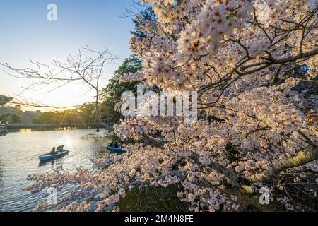 Wunderschöne Landschaft mit rosafarbenen Kirschblüten in der Nähe des Sagike-Teichs in Ukimido während des Abends fährt das romantische Paar im Hintergrund mit dem Boot. Stockfoto