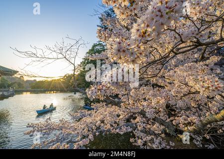 Wunderschöne Landschaft mit rosafarbenen Kirschblüten in der Nähe des Sagike-Teichs in Ukimido während des Abends fährt das romantische Paar im Hintergrund mit dem Boot. Stockfoto