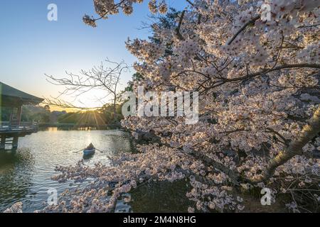 Wunderschöne Landschaft mit rosafarbenen Kirschblüten in der Nähe des Sagike-Teichs in Ukimido während des Abends fährt das romantische Paar im Hintergrund mit dem Boot. Stockfoto