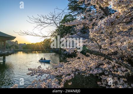 Wunderschöne Landschaft mit rosafarbenen Kirschblüten in der Nähe des Sagike-Teichs in Ukimido während des Abends fährt das romantische Paar im Hintergrund mit dem Boot. Stockfoto