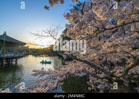 Wunderschöne Landschaft mit rosafarbenen Kirschblüten in der Nähe des Sagike-Teichs in Ukimido während des Abends fährt das romantische Paar im Hintergrund mit dem Boot. Stockfoto