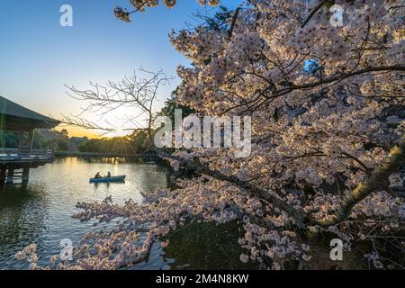 Wunderschöne Landschaft mit rosafarbenen Kirschblüten in der Nähe des Sagike-Teichs in Ukimido während des Abends fährt das romantische Paar im Hintergrund mit dem Boot. Stockfoto