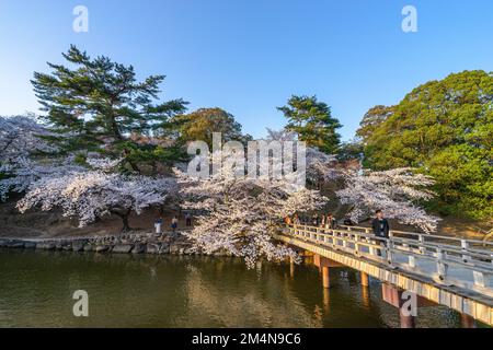 Wunderschöne Landschaft mit rosa Kirschblüten in der Nähe des Sagike-Teichs in Ukimido am Abend in Nara, Japan. (Menschen Verschwimmen) Stockfoto