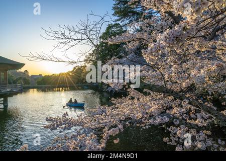 Wunderschöne Landschaft mit rosafarbenen Kirschblüten in der Nähe des Sagike-Teichs in Ukimido während des Abends fährt das romantische Paar im Hintergrund mit dem Boot. Stockfoto