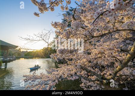 Wunderschöne Landschaft mit rosafarbenen Kirschblüten in der Nähe des Sagike-Teichs in Ukimido während des Abends fährt das romantische Paar im Hintergrund mit dem Boot. Stockfoto