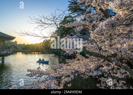 Wunderschöne Landschaft mit rosafarbenen Kirschblüten in der Nähe des Sagike-Teichs in Ukimido während des Abends fährt das romantische Paar im Hintergrund mit dem Boot. Stockfoto