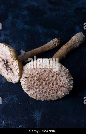 Nicht essbare, giftige grosse weiße Pilze auf dunklem Hintergrund. Stockfoto