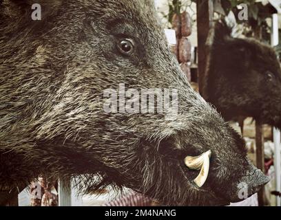 An der Wand montierter Kopf des gefüllten Wildschweins Stockfoto