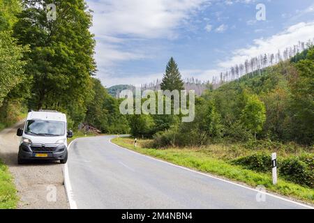 Sterbende Fichten als Folge des Klimawandels und Rindenkäfer im Brockener Massiv-Harz-Nationalpark in Deutschland Stockfoto