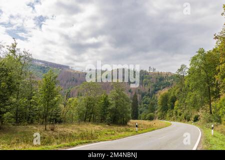 Sterbende Fichten als Folge des Klimawandels und Rindenkäfer im Brockener Massiv-Harz-Nationalpark in Deutschland Stockfoto