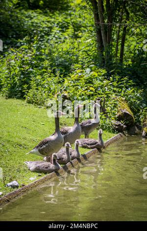 Graugans (Anser) Familie Trinken an einem Bach, Deutschland Stockfoto