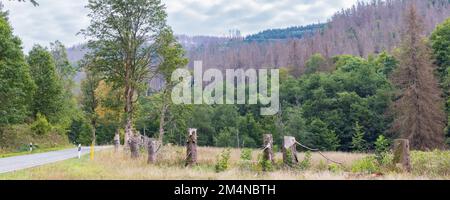 Sterbende Fichten als Folge des Klimawandels und Rindenkäfer im Brockener Massiv-Harz-Nationalpark in Deutschland Stockfoto