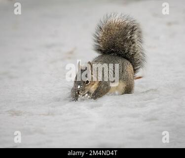 Westliches Eichhörnchen (Sciurus griseus) gräbt im Schnee nach Eicheln - fotografiert in Lassen County, Califronia, USA. Stockfoto