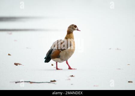 Ägyptische Gans, Alopochen aegyptiaca watschelt auf einem gefrorenen und schneebedeckten Teich, Vögel im Winter Stockfoto