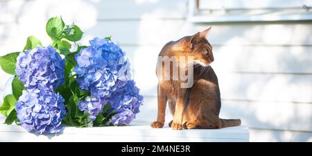 Abyssinische Katze, die auf einer Terrasse mit blütenblauer Hortensien sitzt. Hochwertiges Werbematerial. Haustiere im Sommer zu Fuß Stockfoto