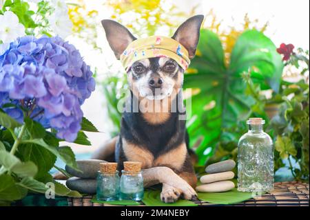 Süßes Haustier zum Entspannen im Wellnessbereich. Hund in einem Turban eines Handtuchs zwischen den Wellnessartikeln und Pflanzen. Lustiges Konzept zum Pflegen, Waschen und Pflegen von Stockfoto