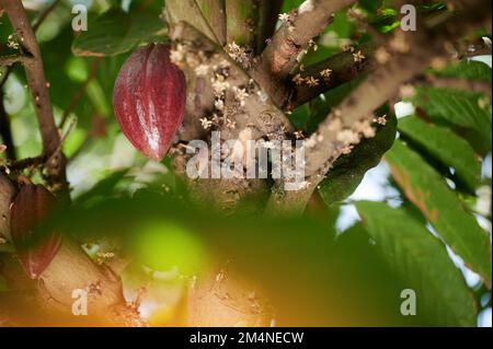 Roter Kakao auf einem Ast auf unscharfem Gartenhintergrund Stockfoto