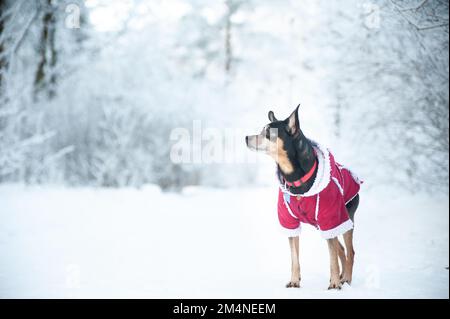 Hund in einem Pullover, und ein Schaffell Mantel, in einem Winterwald. Platz für Text Stockfoto