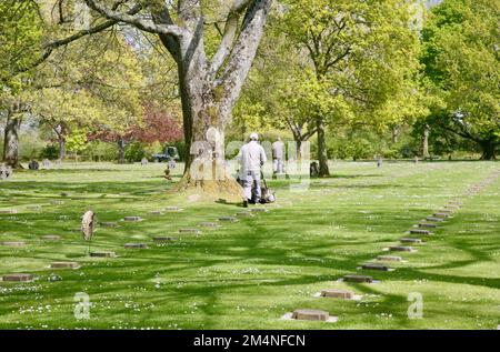 Ein Blick auf die Gärtner, die auf dem deutschen Militärfriedhof, Chapelle-en-Juger, Marigny, Normandie, Frankreich, Europa Stockfoto