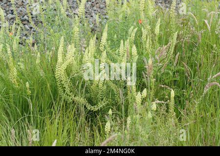 Die Reseda lutea, die gelbe Mignonette oder wilde Mignonette Stockfoto