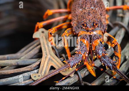 Erleben Sie das Angeln von Hummer an der Ostküste australiens. Flusskrebse auf einem Boot, gefangen in Hummertöpfen in australien Stockfoto