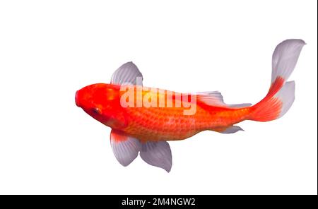 koi-Karpfenrot, isoliert auf weißem Hintergrund Stockfoto