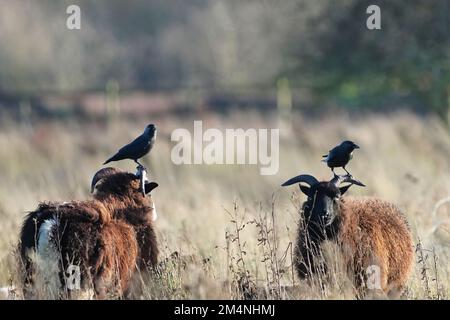 Nahaufnahme von zwei soay-Schafen mit schwarzen Krähen auf dem Kopf, die an sonnigen Tagen auf dem Feld grasen, auf unscharfem Hintergrund Stockfoto