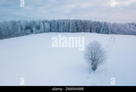 Luftbild des Winterwaldes, umgeben von Birkenwald. Drohnenschuss von Bäumen bedeckt mit Heiserfrost und Schnee. Natürlicher Winterhintergrund Stockfoto