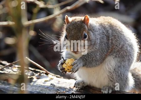 Eine Nahaufnahme von östlichem grauem Eichhörnchen, das Nüsse im Wald isst, an sonnigen Tagen Stockfoto