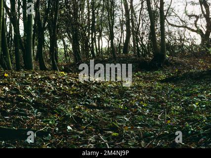 Sehen Sie drei der Bestattungshügel der Arras-Kultur aus der Eisenzeit in Danes Graves, Kilham, East Yorkshire, England, Großbritannien: Ein C2.BC erbauter Inhumationsfriedhof. Stockfoto