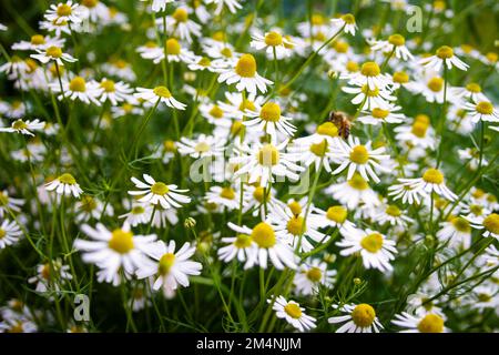 Wilde Gänseblümchen wachsen auf der Wiese, weiße Kamillen auf grünem Gras. Gartenkonzept. Stockfoto