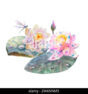 Botanische Aquarelldarstellung von Seerosen mit Tau und Libelle, isoliert auf weißem Hintergrund. Stockfoto