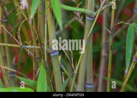 Eine Topfpflanze aus Bambus, das ist Phyllostachys Aurea. Bambuszucht Konzept Stockfoto