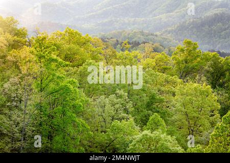 TN00132-00....Tennessee -rollende Hügel von Hartholzbäumen vom Foothills Parkway aus gesehen, National Park Service. Stockfoto