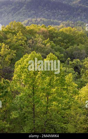 TN00133-00....Tennessee -rollende Hügel von Hartholzbäumen vom Foothills Parkway aus gesehen, National Park Service. Stockfoto