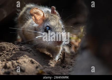 Eine Nahaufnahme einer Maus mit großen Augen in Steinen Stockfoto