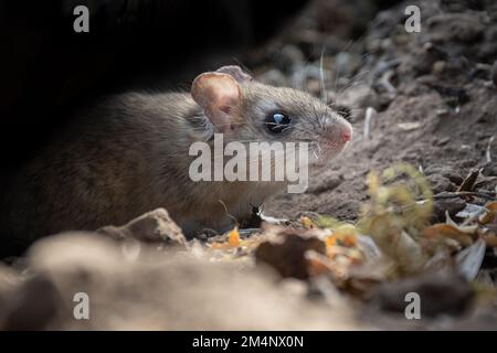 Eine Nahaufnahme einer Maus mit großen Augen in Steinen Stockfoto