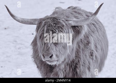 Schottischer Highlander im Schnee Stockfoto