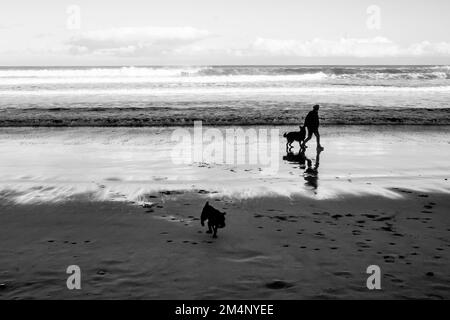 Ein großer Blick auf einen Mann, der mit seinen Hunden am Strand von San Lorenzo, Gijon, Asturien, Spanien spaziert. Stockfoto