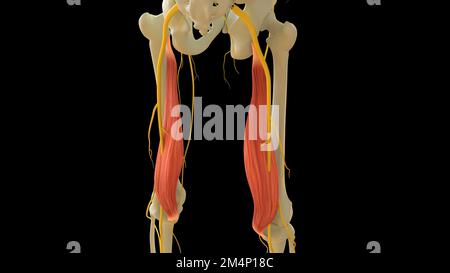 Semimembranosus-Muskelanatomie für die medizinische Konzept-3D-Illustration Stockfoto