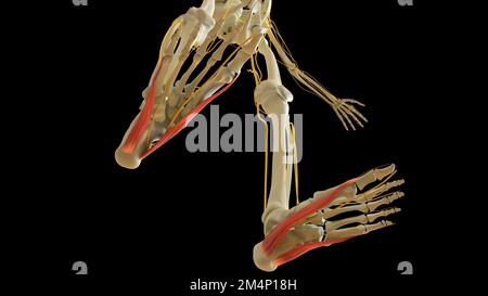 Abductor hallucis und digiti Minimi Beinmuskelanatomie für die medizinische Konzept-3D-Illustration Stockfoto